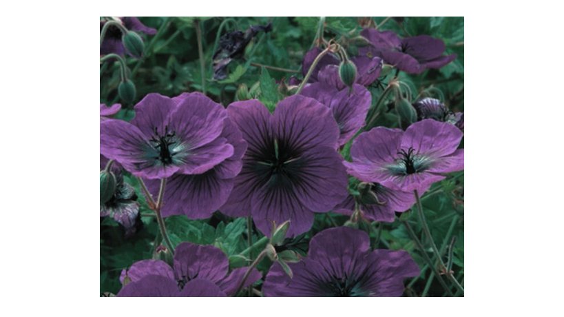 Geranium Seeds -Dragonheart - Fragrant - Fresh Flower Seeds Non GMO 100+ Seeds
