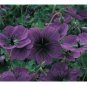 Geranium Seeds -Dragonheart - Fragrant - Fresh Flower Seeds Non GMO 100+ Seeds