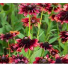 125+ Blackberry Delight Rudbeckia Seeds Annual Flower Seeds Garden