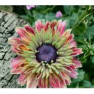 125+ Sahara Starlight Rudbeckia Seeds Annual Flower Seeds Garden