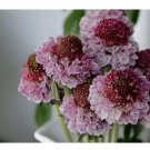 75+ Salmon Rose Scabiosa Seeds  Mum Flower, Flower Seeds, Annual