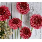 75+ Salmon Queen Scabiosa Seeds  Mum Flower, Flower Seeds, Annual