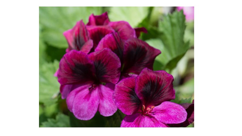 Geranium Seeds -Berry Phantom- Fragrant - Fresh Flower Seeds Non GMO 100+ Seeds