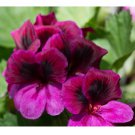 Geranium Seeds -Berry Phantom- Fragrant - Fresh Flower Seeds Non GMO 100+ Seeds