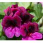 Geranium Seeds -Berry Phantom- Fragrant - Fresh Flower Seeds Non GMO 100+ Seeds