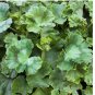 Geranium Seeds -Berry Phantom- Fragrant - Fresh Flower Seeds Non GMO 100+ Seeds