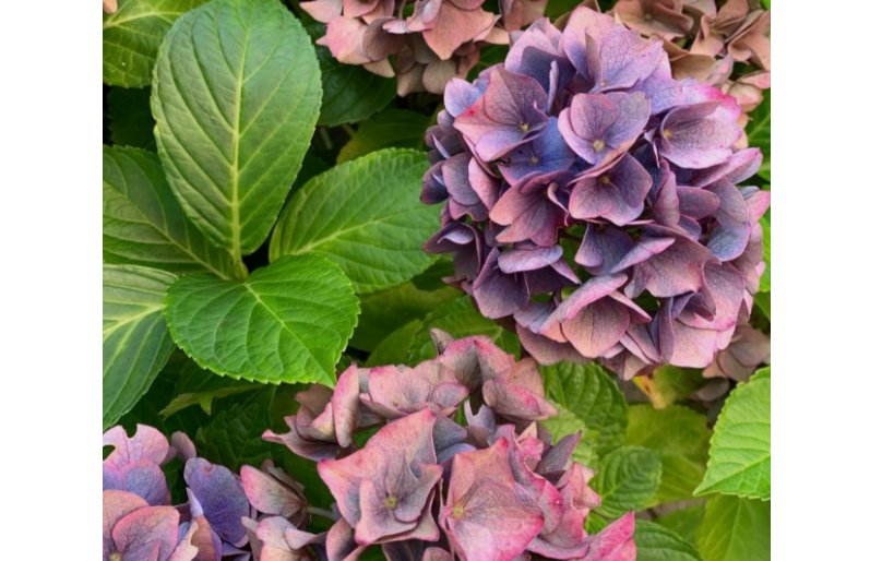 Hydrangea Seeds Heirloom, Flower Seeds, Annual Seeds Bulk Seeds, Non GMO 1000+ Seeds