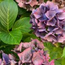 Hydrangea Seeds Heirloom, Flower Seeds, Annual Seeds Bulk Seeds, Non GMO 1000+ Seeds