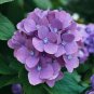 Hydrangea Seeds Heirloom, Flower Seeds, Annual Seeds Bulk Seeds, Non GMO 1000+ Seeds