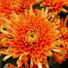 200+ Citrus Glow Mum Chrysanthemum Seeds  Mum Flower Flower Seeds