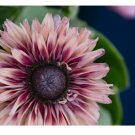 125+ Cherokee Blush Rudbeckia Seeds Annual Flower Seeds Garden