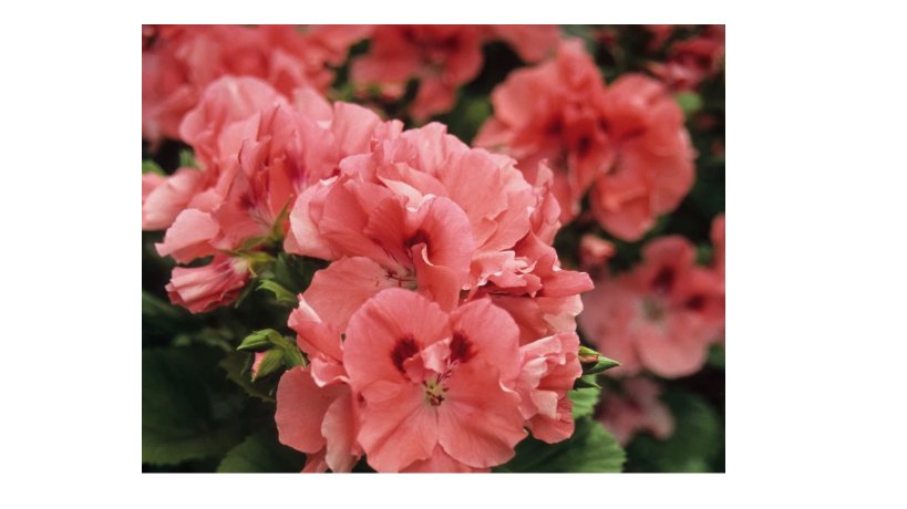 Geranium Seeds -Apricot Delight- Fragrant - Fresh Flower Seeds Non GMO 100+  Seeds
