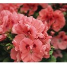 Geranium Seeds -Apricot Delight- Fragrant - Fresh Flower Seeds Non GMO 100+  Seeds