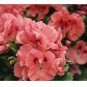 Geranium Seeds -Apricot Delight- Fragrant - Fresh Flower Seeds Non GMO 100+ Seeds