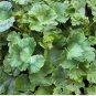 Geranium Seeds -Apricot Delight- Fragrant - Fresh Flower Seeds Non GMO 100+ Seeds