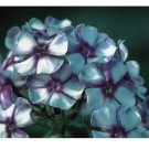 125  Phlox Seeds - Bold Stripe - Garden Bloom Annual Flower Seeds