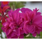 Geranium Seeds -Berry Quartz - Fragrant - Fresh Flower Seeds Non GMO 100+ Seeds