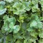 Geranium Seeds -Berry Quartz - Fragrant - Fresh Flower Seeds Non GMO 100+ Seeds
