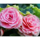 45 Seeds - Packet Begonia Seeds - Fragrant Style 1