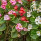 45 Seeds Packet Begonia Seeds - Fragrant  - Style2