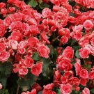 45 Seeds Packet Begonia Seeds - Fragrant - Style3