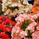 45 Seeds Packet Begonia Seeds - Fragrant -  Style4