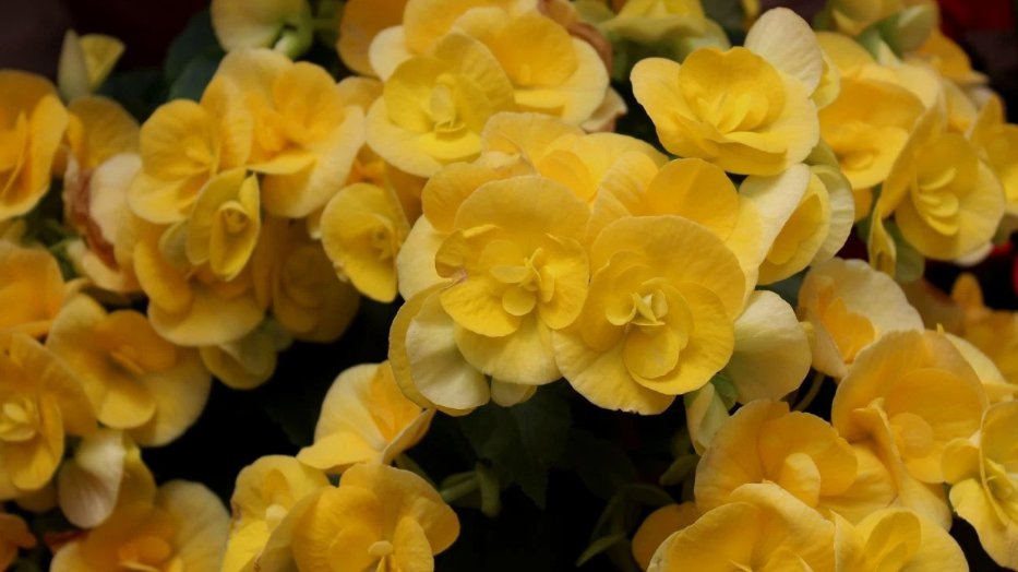 45 Seeds Packet Begonia Seeds - Fragrant - Style7