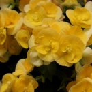 45 Seeds Packet Begonia Seeds - Fragrant - Style7