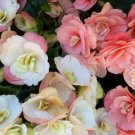 45 Seeds Packet Begonia Seeds - Fragrant - Style8
