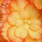 45 Seeds Packet Begonia Seeds - Fragrant - Style9