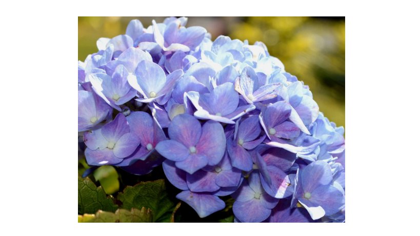 Elara Blue Hydrangea Seeds 85  Seeds Flower, Flower Seeds, Non GMO