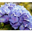 Elara Blue Hydrangea Seeds 85  Seeds Flower, Flower Seeds, Non GMO