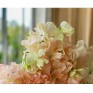 Sweet Pea Seeds - Fresh Flower Seeds Annual - Gardening Garden Non GMO Champagne Bubbles 35+Seeds