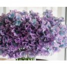 Sweet Pea Seeds - Fresh Flower Seeds Annual - Gardening Garden Non GMO Diply 35+ Seeds