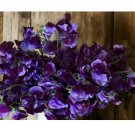 Sweet Pea Seeds - Fresh Flower Seeds Annual - Gardening Garden Non GMO Isabeau 35+ Seeds