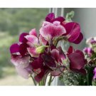 Sweet Pea Seeds - Fresh Flower Seeds Annual - Gardening Garden Non GMO Lyra 35+ Seeds