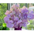 Sweet Pea Seeds - Fresh Flower Seeds Annual - Gardening Garden Non GMO Calliope 35+ Seeds