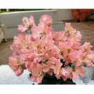 Sweet Pea Seeds - Fresh Flower Seeds Annual - Gardening Garden Non GMO Emma 35+ Seeds