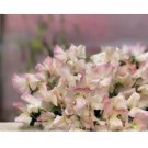 Sweet Pea Seeds - Fresh Flower Seeds Annual - Gardening Garden Non GMO Bix 35+ Seeds