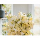 Sweet Pea Seeds - Fresh Flower Seeds Annual - Gardening Garden Non GMO Caramel Delight 35 Seeds