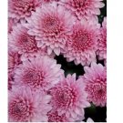 200+ Light Pink Mum Chrysanthemum Seeds  Mum Flower Flower Seeds