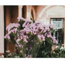 85 Statice Seeds -  Twilight - Flower Seed Flowers Garden Non GMO