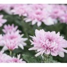 200+  Candy Pink Mum Chrysanthemum Seeds Mum Flower Flower Seeds