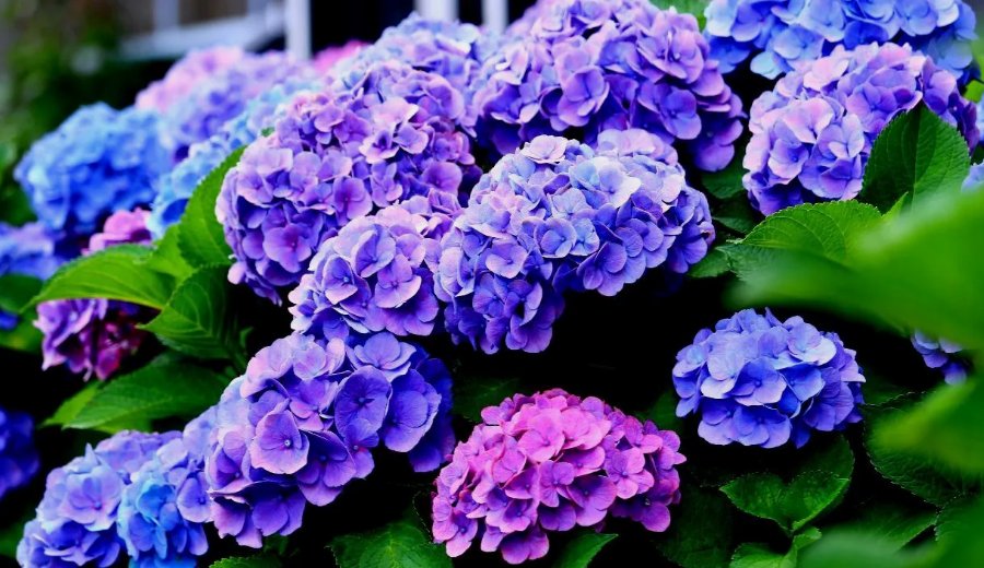 75 Seeds - Packet Hydrangea Seeds - Fragrant  Style1