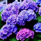 75 Seeds - Packet Hydrangea Seeds - Fragrant  Style1