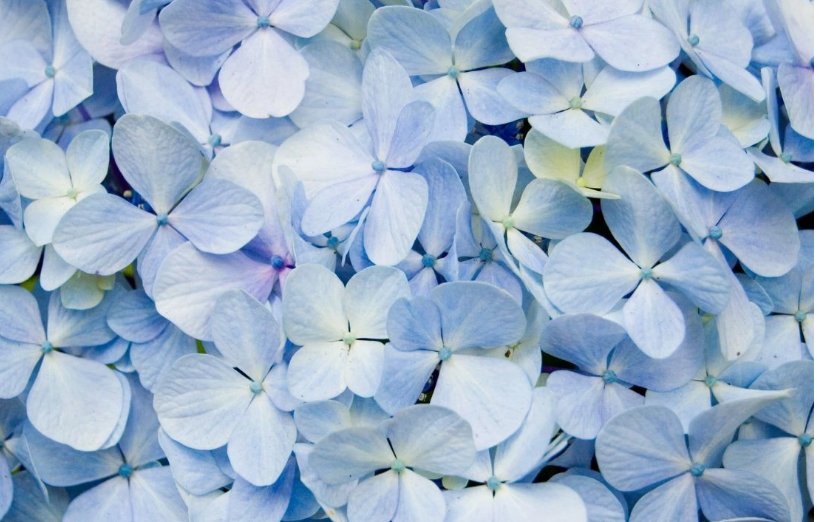 75 Seeds Packet Hydrangea Seeds - Fragrant - Style2