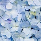 75 Seeds Packet Hydrangea Seeds - Fragrant - Style2