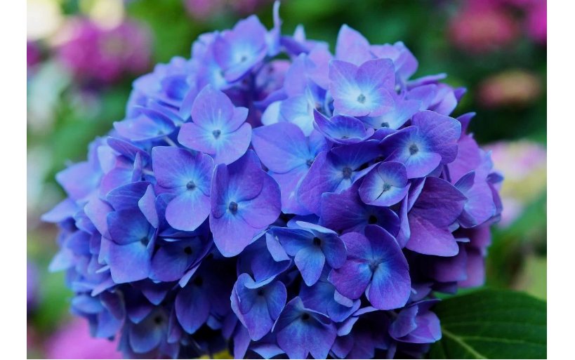 75 Seeds Packet Hydrangea Seeds - Fragrant - Style3