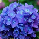75 Seeds Packet Hydrangea Seeds - Fragrant - Style3