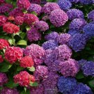 75 Seeds Packet Hydrangea Seeds - Fragrant - Style5